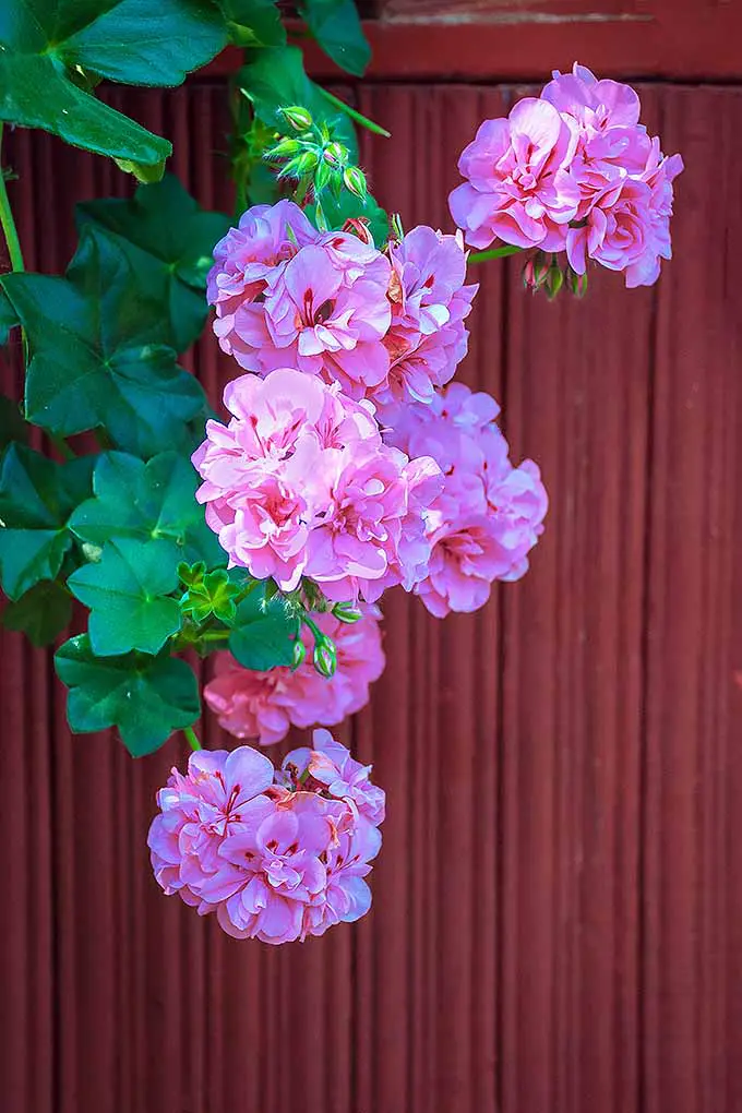 Un geranio zonal de hiedra cuelga sobre una cerca de paneles rojos.  La planta tiene hojas anchas en forma de estrella y flores de color rosa brillante compuestas de muchos pétalos pequeños.
