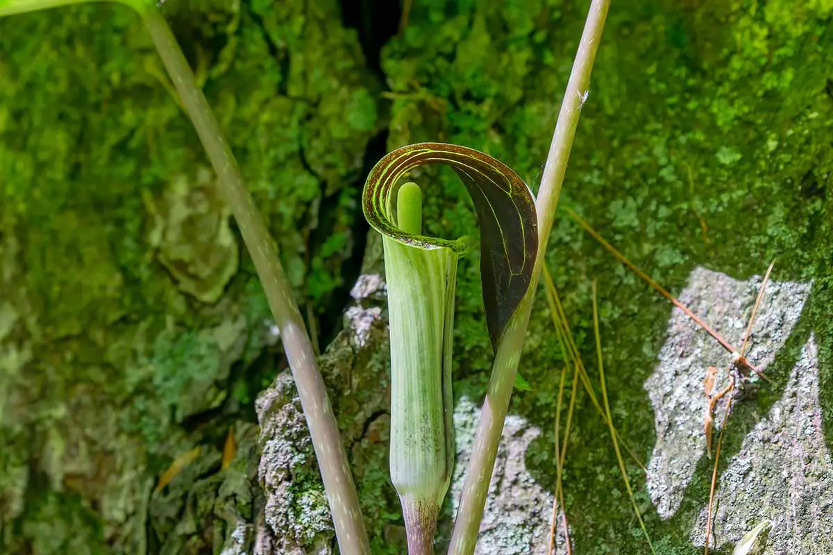 Una imagen horizontal de cerca de una sola flor de Arisaema triphyllum (jack-in-the-pulpit) con rocas en el fondo en la foto con luz solar filtrada.