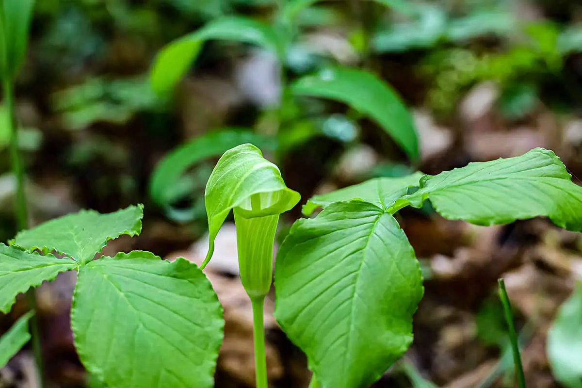 Una imagen horizontal de Arisaema triphyllum creciendo en un área boscosa representada en un fondo de enfoque suave.