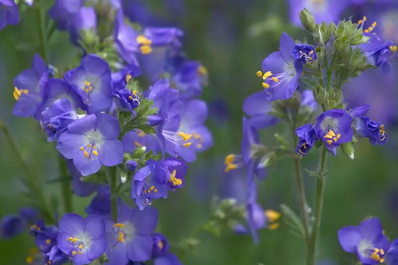 Una imagen horizontal de primer plano de flores de polemonio azul brillante representadas en un fondo de enfoque suave.