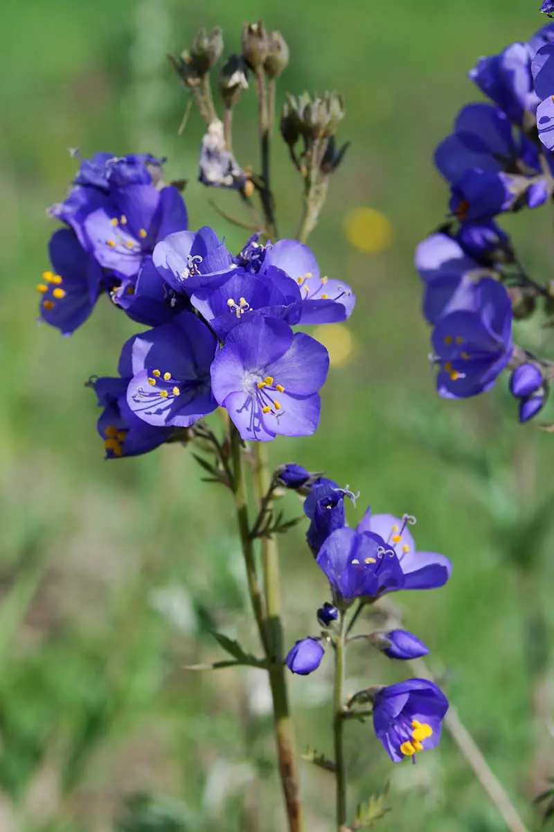 Una imagen vertical de cerca de flores de polemonio azul brillante que crecen en el jardín fotografiadas bajo el sol brillante sobre un fondo de enfoque suave.