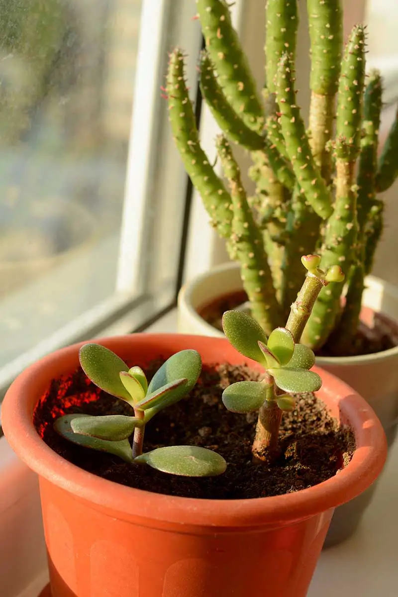 Una imagen vertical de plantas suculentas que crecen en pequeñas macetas en el alféizar de una ventana fotografiada bajo el sol de la tarde.