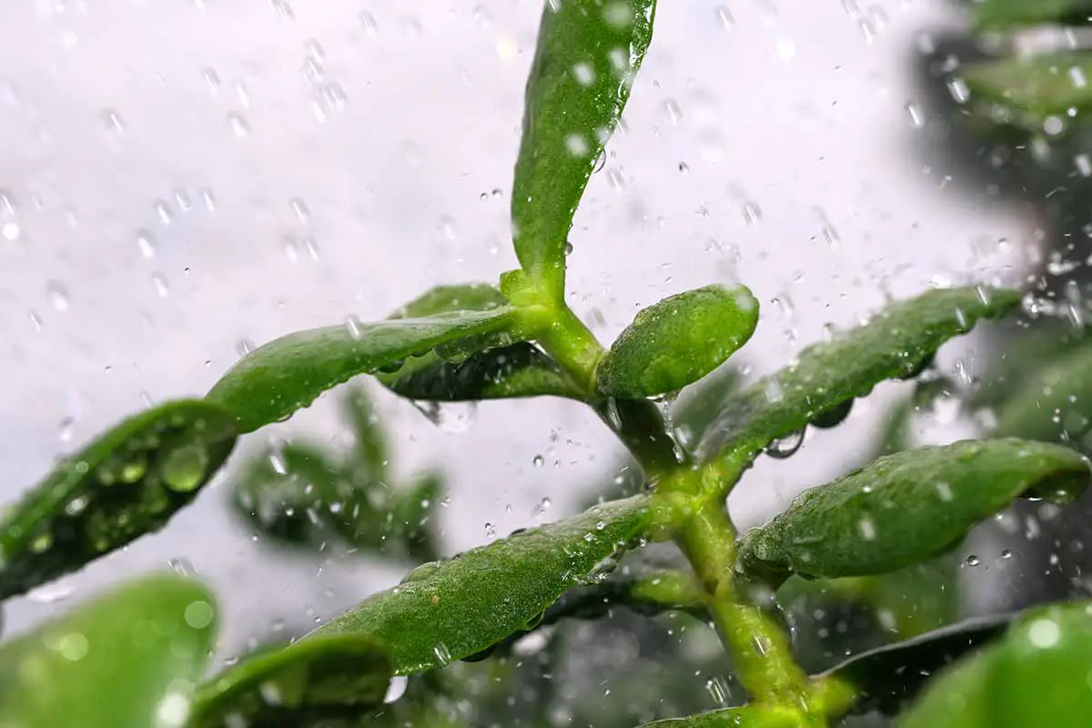 Una imagen horizontal de primer plano del follaje de la planta de jade que se rocía con gotas de agua.