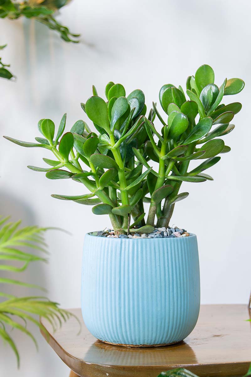 Una imagen vertical de una planta de Crassula ovata que crece en una olla azul sobre una mesa de madera.
