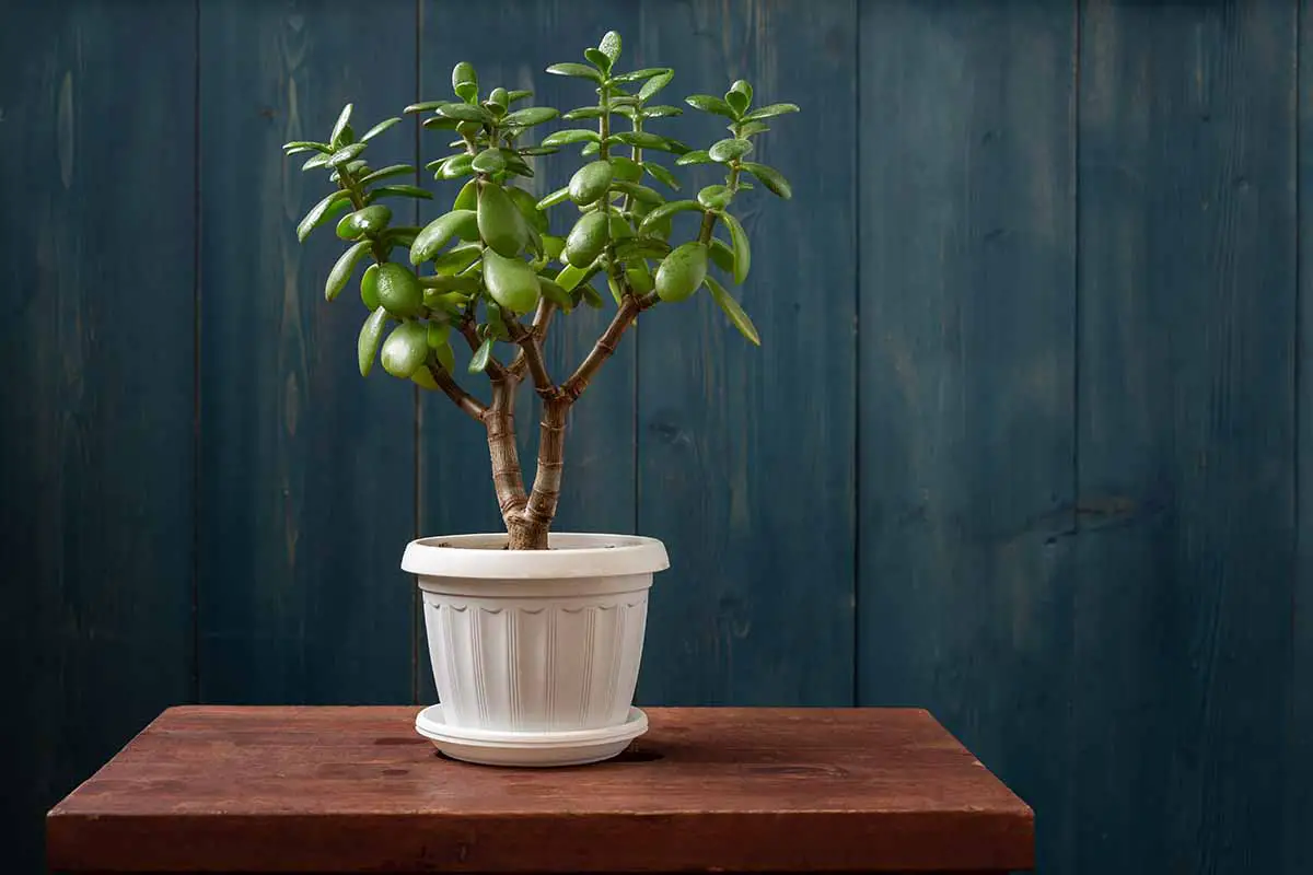 Una imagen horizontal de cerca de una planta de Crassula ovata que crece en una pequeña maceta blanca sobre una mesa lateral de madera con una valla azul oscuro en el fondo.