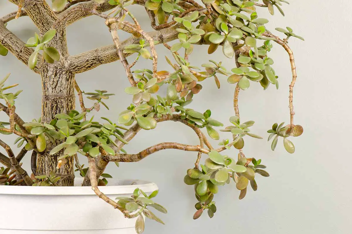 Una imagen horizontal de cerca de una planta de jade (Crassula ovata) entrenada como bonsái en una olla blanca.