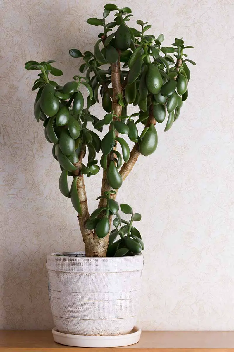 Una imagen vertical de una planta de jade, también conocida como árbol del dinero (Crassula ovata), que crece en una maceta decorativa.