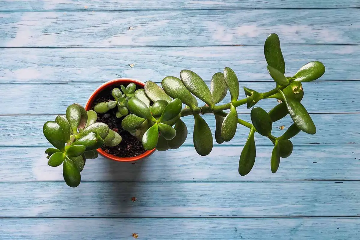 Una imagen horizontal de cerca de una pequeña planta de jade con tallos largos que necesitan poda sobre una superficie de madera azul.