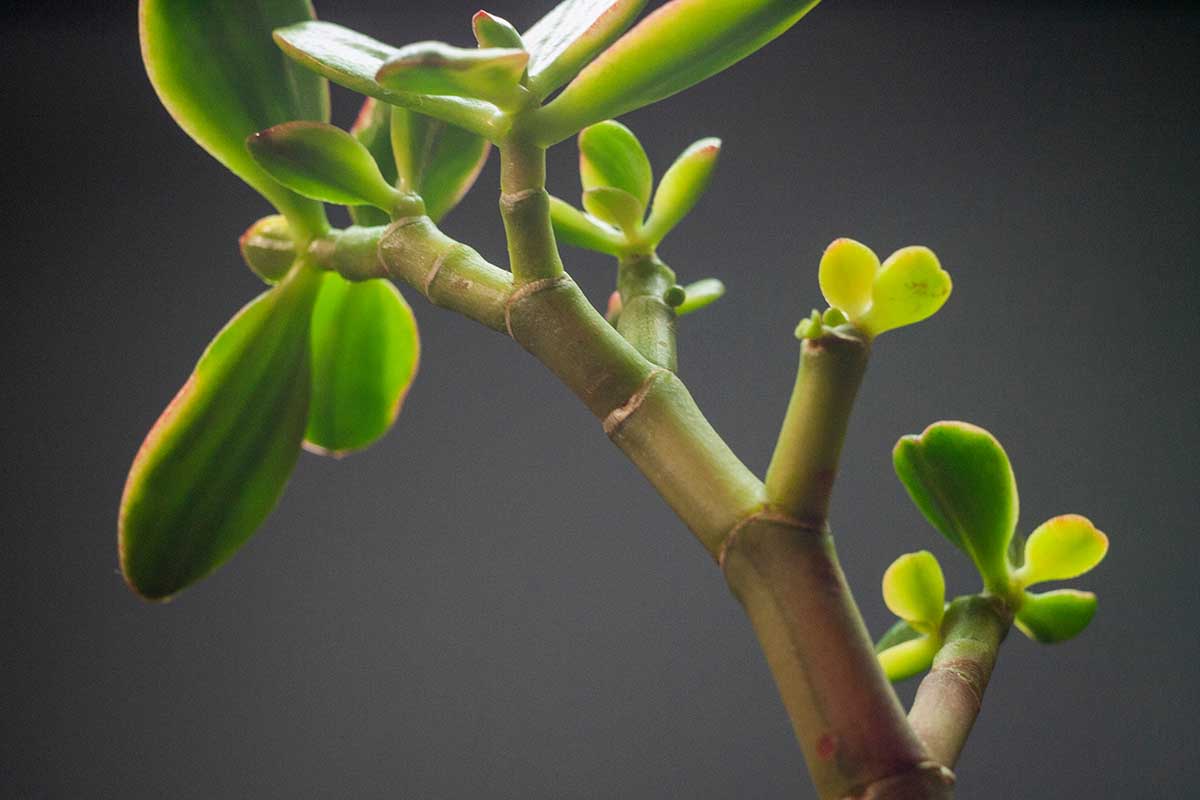 Una imagen horizontal de primer plano de un tallo de planta de jade (Crassula ovata) que muestra un nuevo crecimiento foliar.
