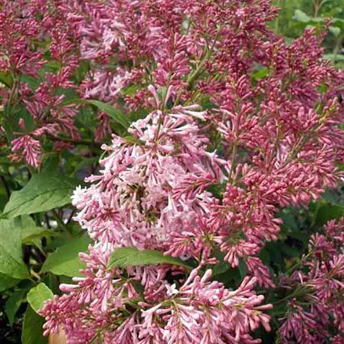 Una imagen cuadrada de primer plano de las flores de Syringa vulgaris 'James Macfarlane' que crecen en el jardín.