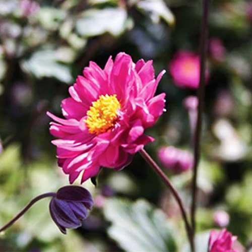 Una imagen cuadrada de primer plano de una flor rosa brillante con un ojo amarillo central que crece en el jardín bajo el sol brillante en un fondo de enfoque suave.