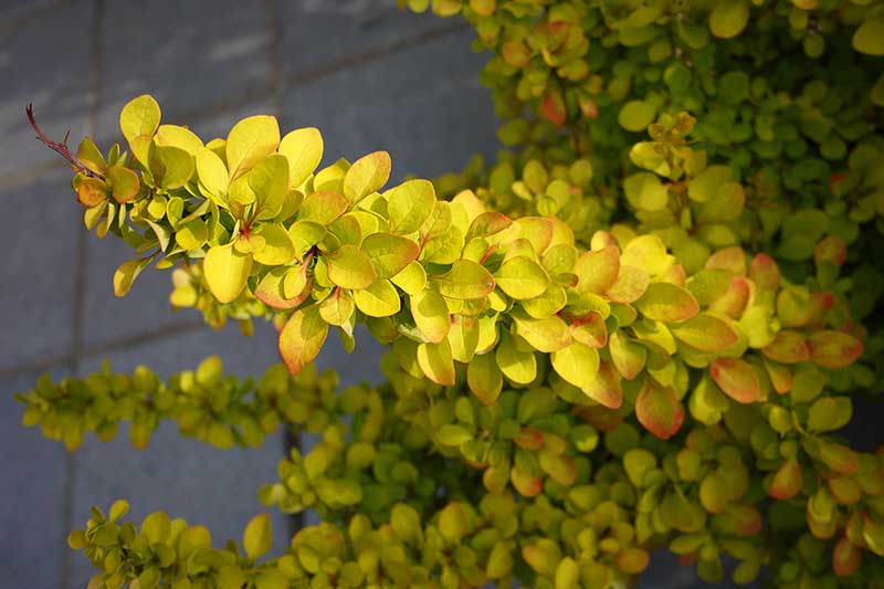Una imagen horizontal de primer plano de las hojas de color verde claro de un arbusto de agracejo japonés fotografiado con luz solar filtrada.