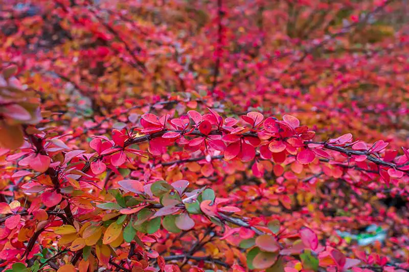 Una imagen horizontal de primer plano del follaje rojo brillante de un arbusto de agracejo japonés que crece en el jardín.