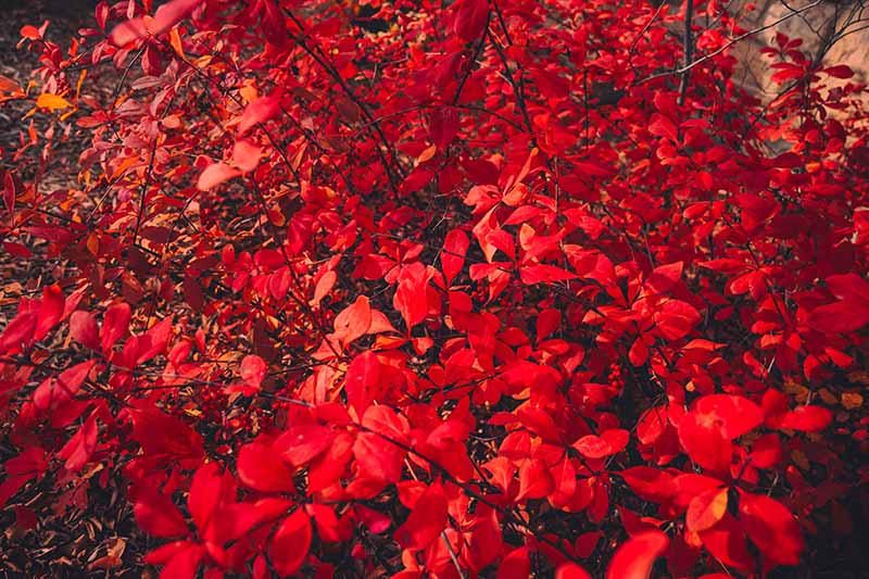 Un primer plano del follaje rojo brillante del arbusto de agracejo japonés en otoño.