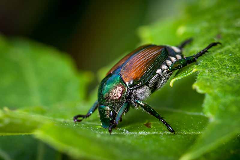 Una imagen horizontal de primer plano de un escarabajo japonés comiendo una hoja verde representada en un fondo de enfoque suave.