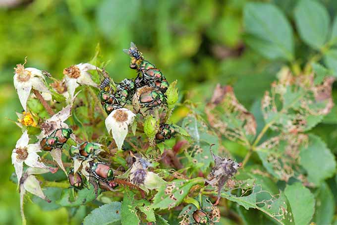 Consejos para evitar que los escarabajos japoneses dañen las plantas comestibles y ornamentales del jardín.