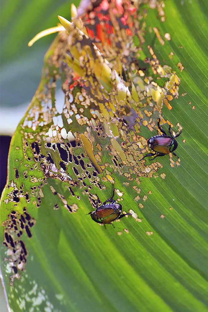 Escarabajos japoneses con follaje dañado en el jardín.