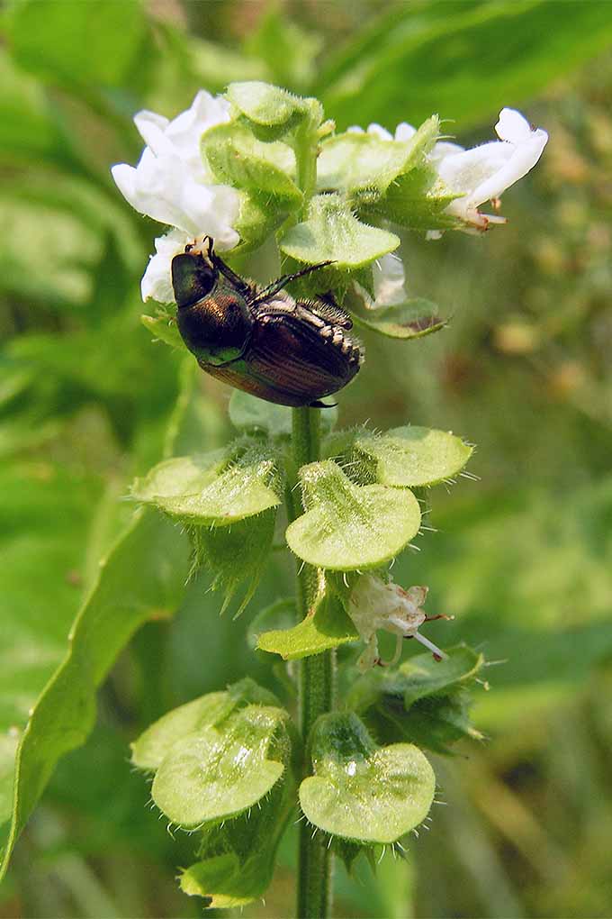 Imagen vertical de un escarabajo japonés sobre las flores blancas y el tallo alargado de una planta de albahaca en flor.