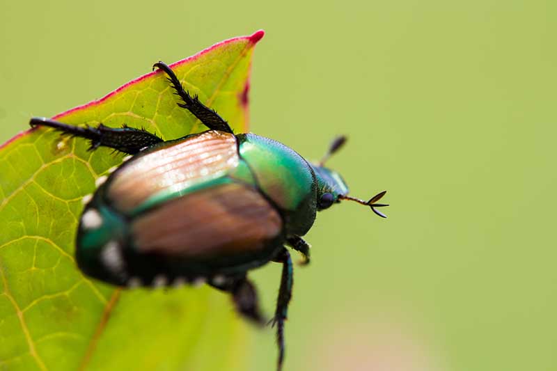 Una imagen horizontal de primer plano de un escarabajo japonés en una hoja representada en un fondo verde de enfoque suave.