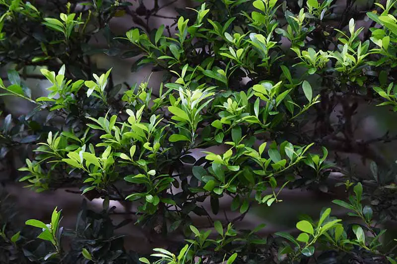 Una imagen horizontal de primer plano del follaje del acebo japonés (Ilex crenata) que crece en el jardín.