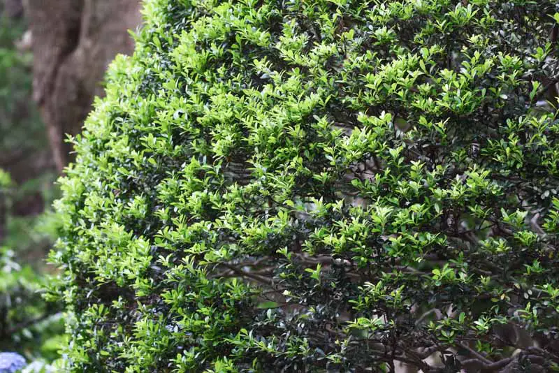 Una imagen horizontal de cerca del acebo japonés (Ilex crenata) que crece en el jardín.
