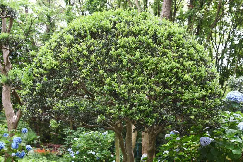 Una imagen horizontal de primer plano de un arbusto de acebo japonés (Ilex crenata) formado en forma de topiario.