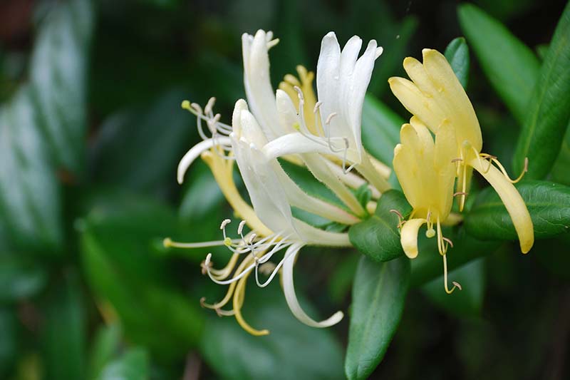 Una imagen horizontal de primer plano de una flor de Lonicera japonica representada en un fondo de enfoque suave.