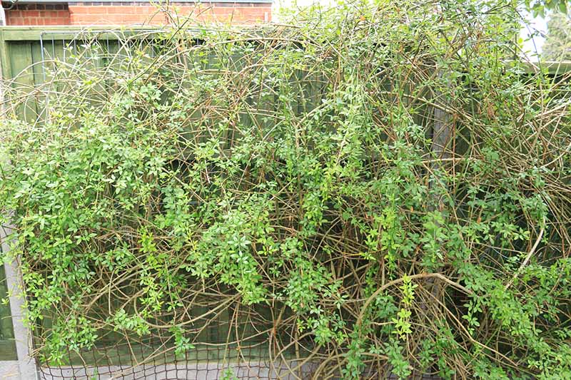 Una imagen horizontal de primer plano de Lonicera japonica creciendo en una valla de jardín de madera.