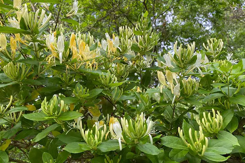 Una imagen horizontal de primer plano de las flores y el follaje de la madreselva japonesa (Lonicera japonica) que crece en el jardín.
