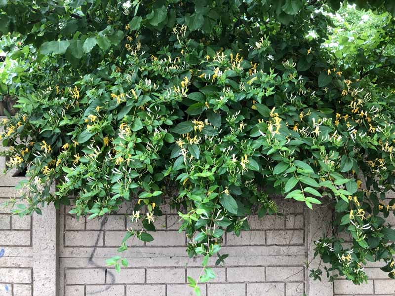 Una imagen horizontal de primer plano de la madreselva japonesa (Lonicera japonica) que crece en una pared de jardín de ladrillo.