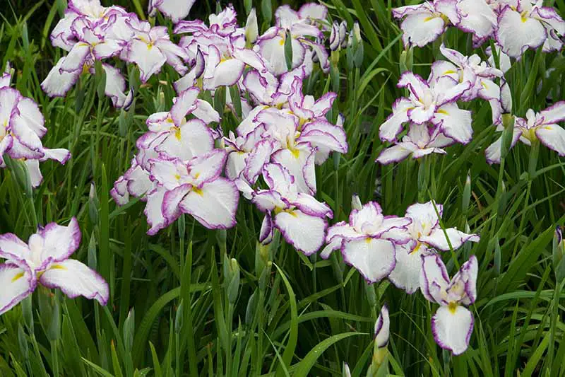 Una imagen horizontal de primer plano de las delicadas flores de iris japonesas bicolores blancas y violetas que crecen en el jardín.