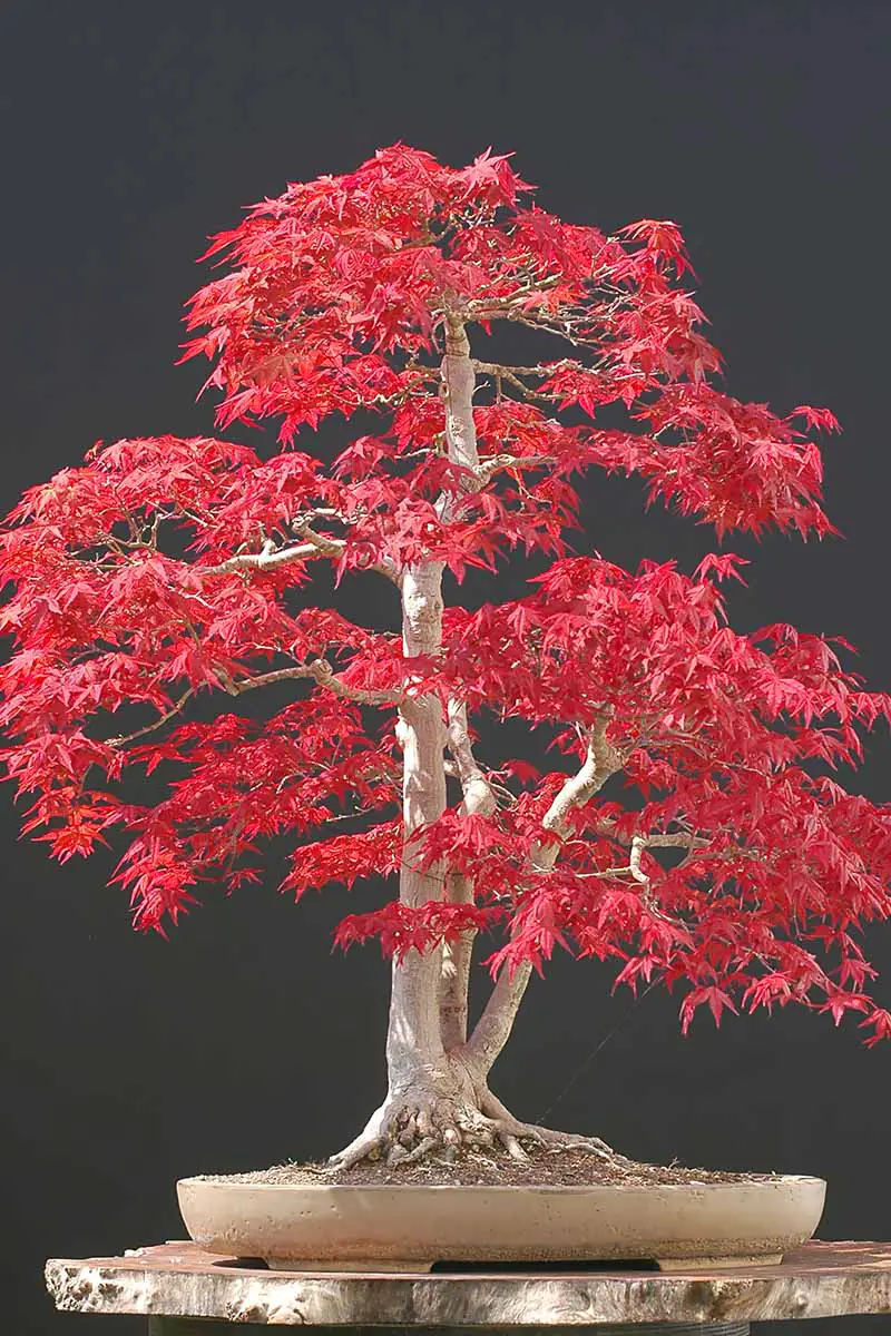 Una imagen vertical de cerca de un arce japonés podado en un bonsái con follaje rojo brillante en un fondo oscuro.