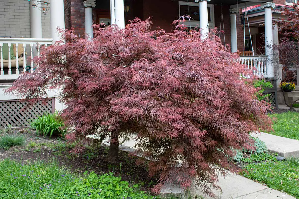 Una imagen horizontal de un pequeño árbol Acer palmatum que crece en el patio delantero de una residencia.