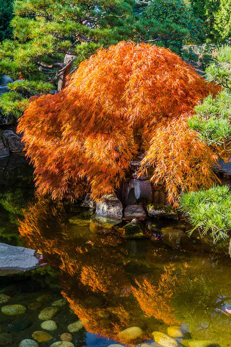 Una imagen vertical de un árbol de arce japonés que crece junto a un estanque con follaje de otoño naranja.