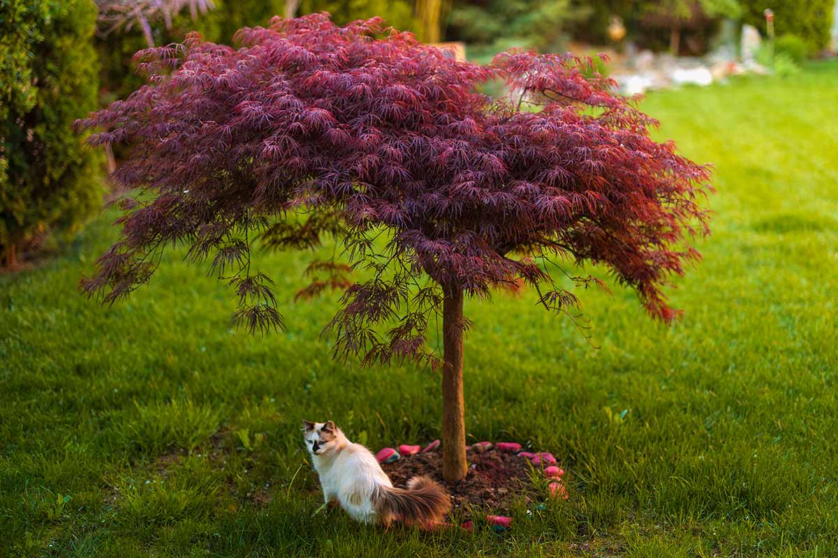 Una imagen horizontal de cerca de un pequeño árbol de arce japonés laceleaf llorando en un césped con un gato debajo.