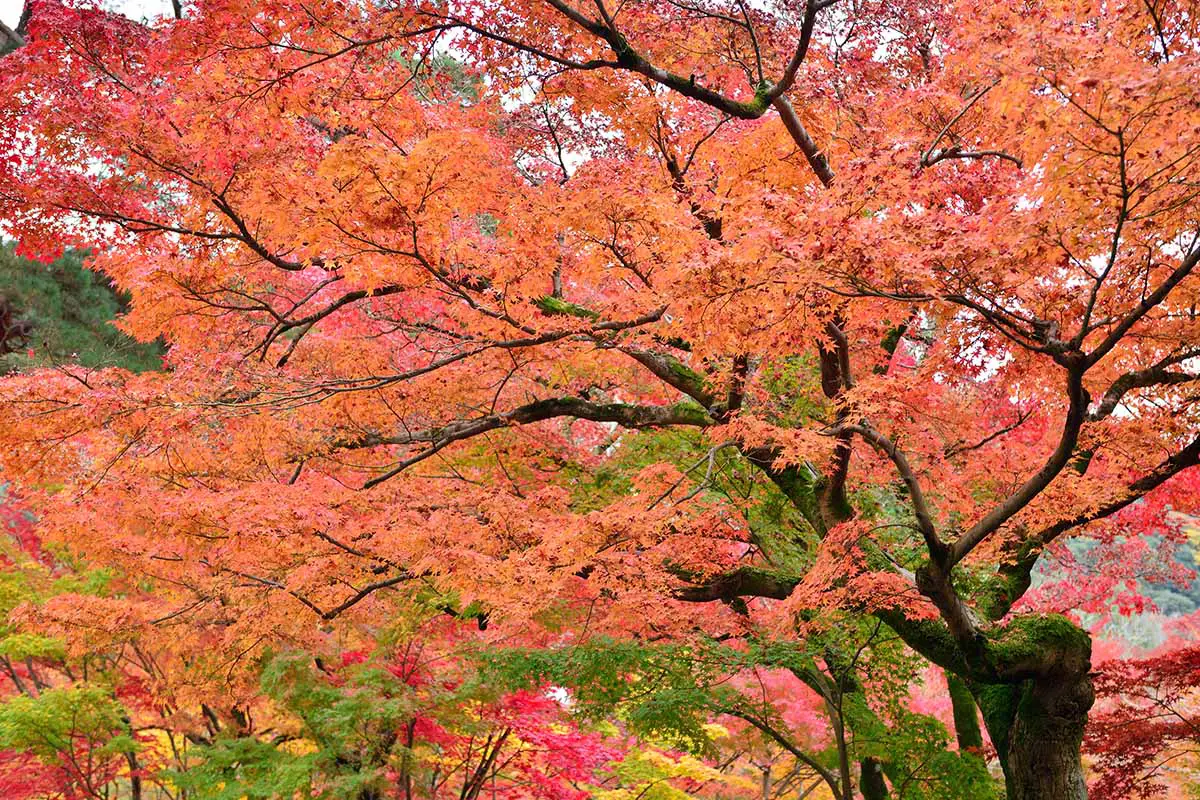 Una imagen horizontal de primer plano de los llamativos colores otoñales de un arce japonés que crece en un jardín formal.