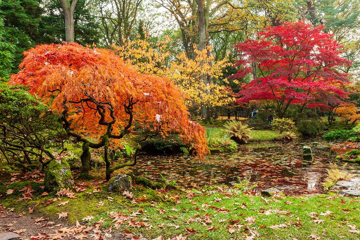Una imagen horizontal de arces japoneses con follaje otoñal que crece al lado de un estanque en un parque.