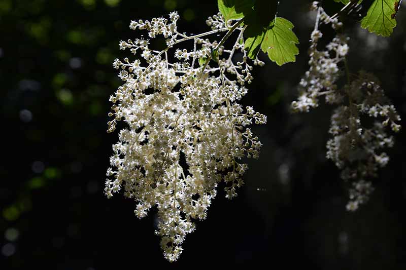 Una imagen horizontal de cerca de una flor de Syringa reticulata 'Ivory Silk' que crece en el jardín fotografiado sobre un fondo oscuro.