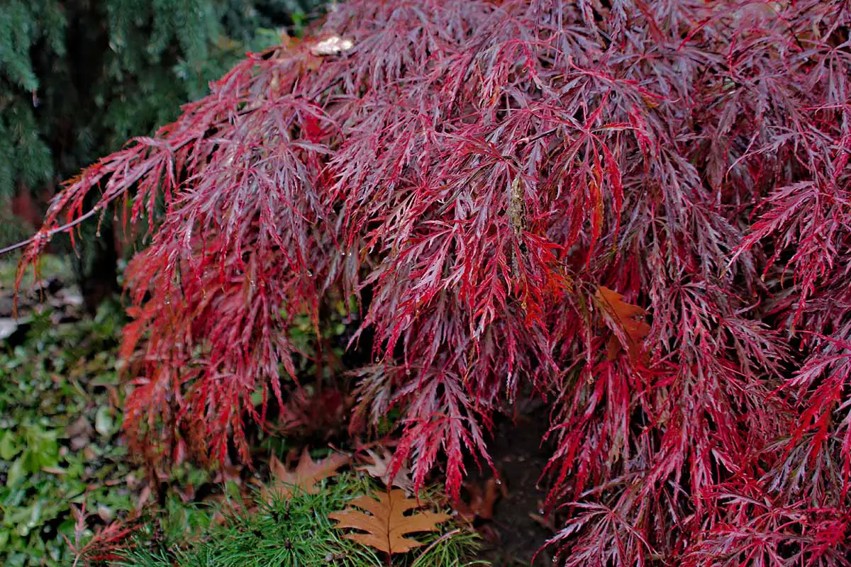 Una imagen horizontal de primer plano del follaje rojo intenso de un arce llorón japonés que crece en el jardín.