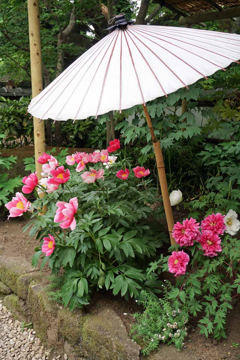 Una imagen vertical de plantas de peonía que crecen en el jardín bajo un paraguas de estilo japonés.