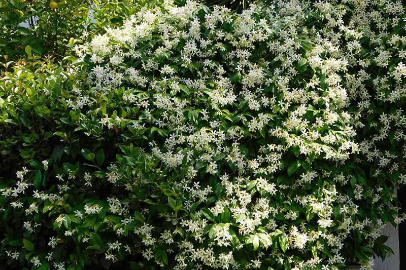 Una imagen horizontal de primer plano de la verdadera floración de jazmín en primavera.