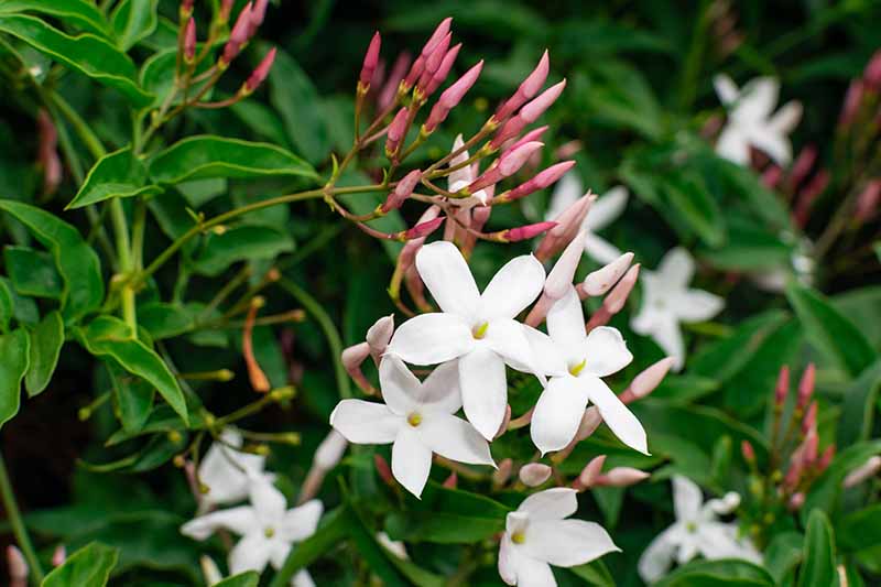 Una imagen horizontal de primer plano de las flores blancas de Jasminum officinale que crecen en el jardín en primavera.