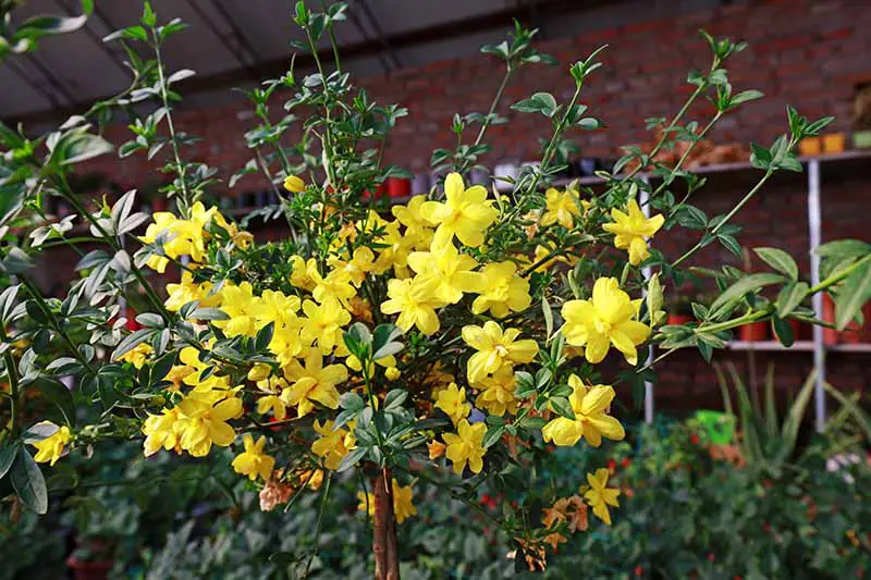 Una imagen horizontal de primer plano de las flores amarillas brillantes de Jasminum nudiflorum que crecen fuera de una residencia fotografiada a la luz del sol.