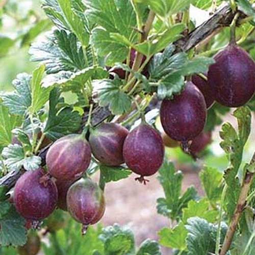 Un primer plano de los frutos rojos oscuros de Ribes uva-crispa 'Jahn's Prairie' que crecen en el jardín sobre un fondo de enfoque suave.