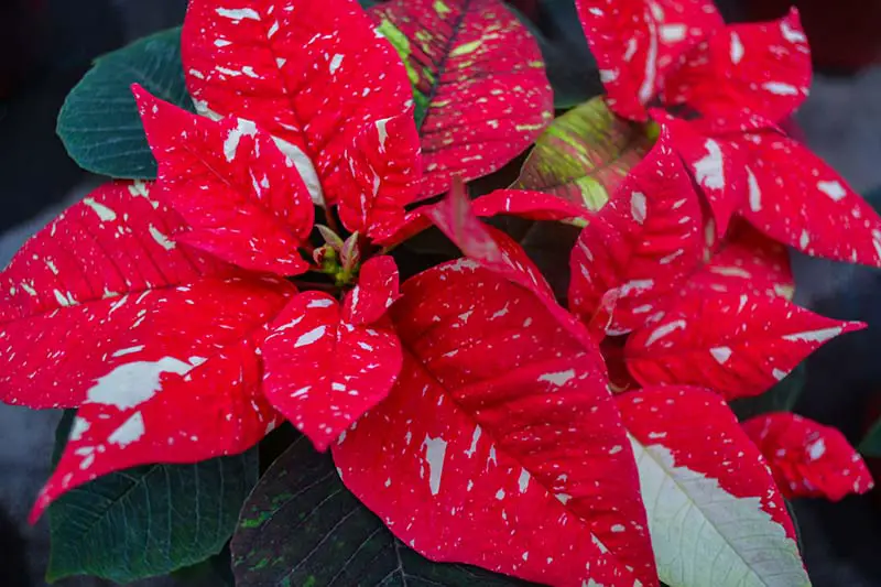 Una imagen horizontal de primer plano de las brácteas variegadas rojas y blancas de Euphorbia pulcherrima 'Jingle Bells' representada en un fondo de enfoque suave.
