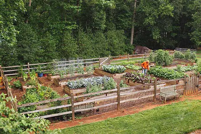 Una imagen horizontal de una escena de jardín con una variedad de camas elevadas que cultivan diferentes verduras con árboles en el fondo.