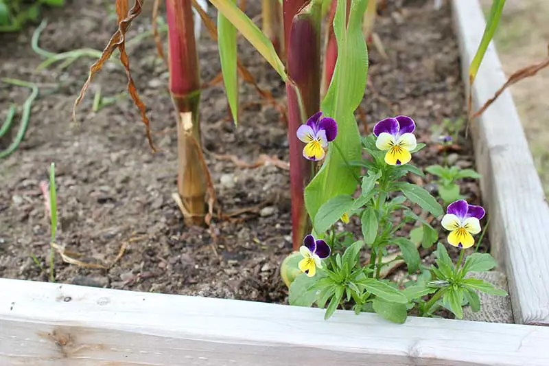 Una imagen horizontal de primer plano de las flores tricolores de Viola que crecen en un huerto de lecho elevado.