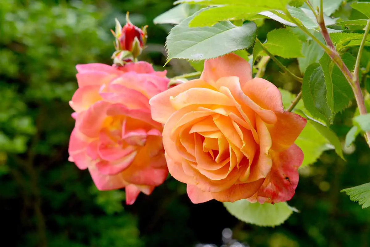 Una imagen horizontal de primer plano de las rosas 'Joseph's Coat' que crecen en el jardín.