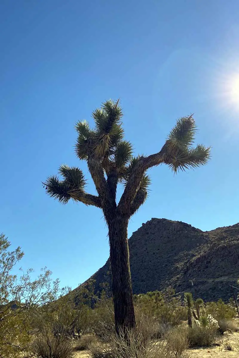 Una imagen vertical de un gran árbol Yucca brevifolia que crece en el desierto con cielo azul y sol brillante en el fondo.