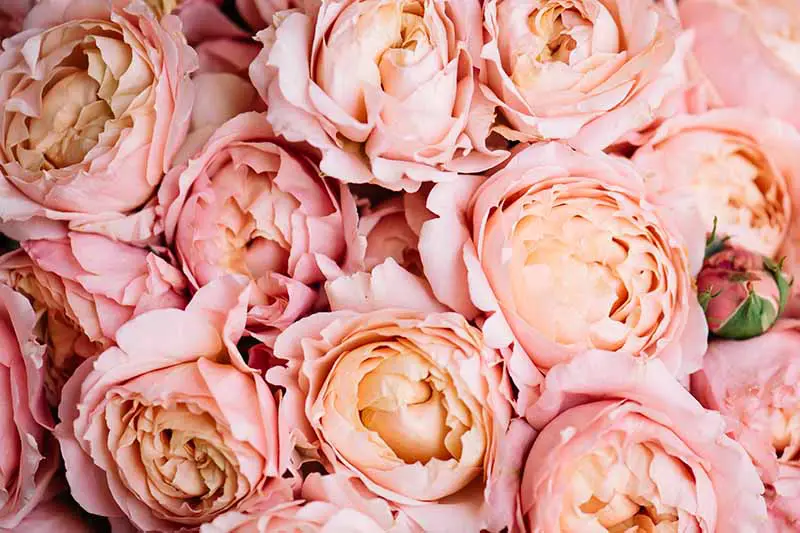 Una imagen horizontal de primer plano de rosas melocotón y rosa David Austin 'Juilet'.